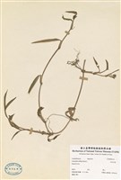 藏品(白竹仔葉)的圖片